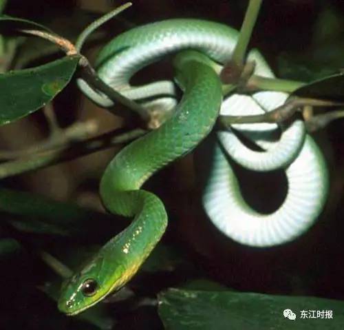 网友报料高榜山遇竹叶青毒蛇,这是真的吗?