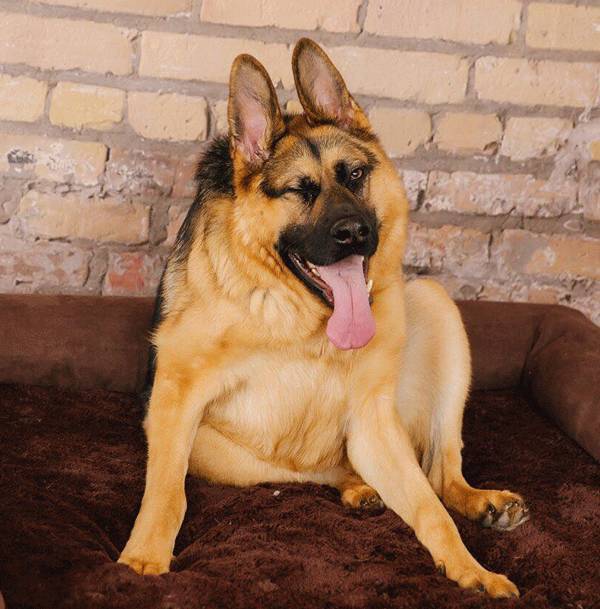 弯背长脸短粗脖子,这种狗狗全球就21只