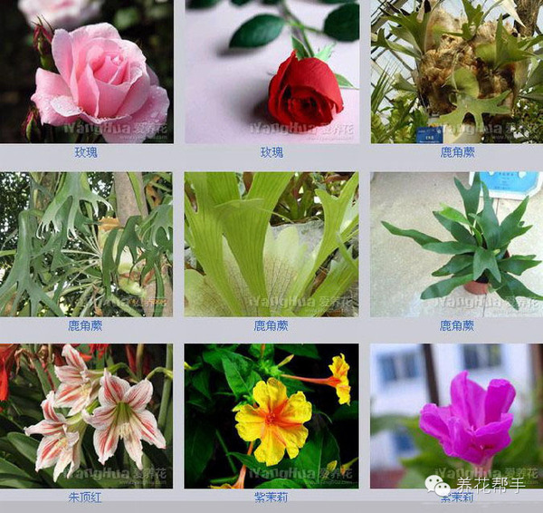 世界上最全的花名,从此认花不求人