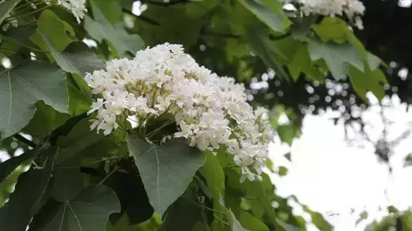 五月飘 雪 真的 就在紫云山上 旅游频道 手机搜狐