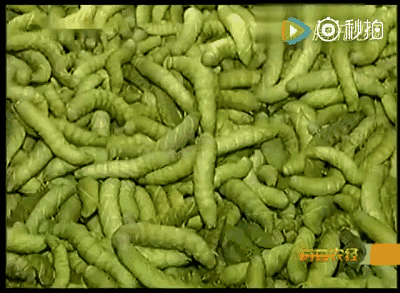 近年来,随着豆虫营养价值的发觉和人们对绿色昆虫资源食品需求的提高