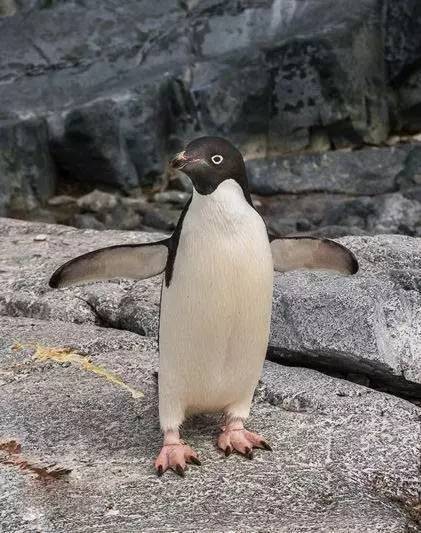 特点:眉清目秀,憨态可掬, 四,阿德利企鹅 企鹅家族中属中,小型种 