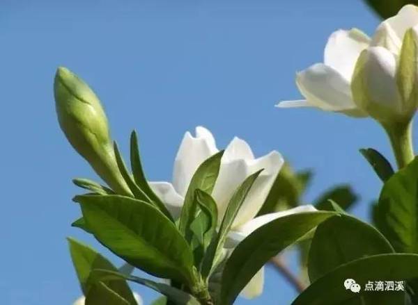 初夏,我們再次相約泗溪萬畝梔子花海