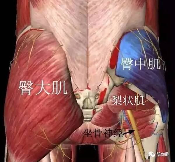 梨状肌是臀部的深部肌肉,从骶椎前面开始,穿出坐骨大孔,而将其分成梨