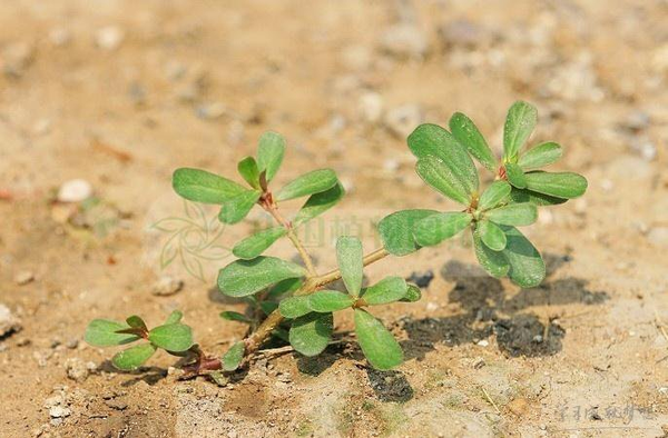 这种野菜堪比深海鱼 可惜没人知道 健康频道 手机搜狐