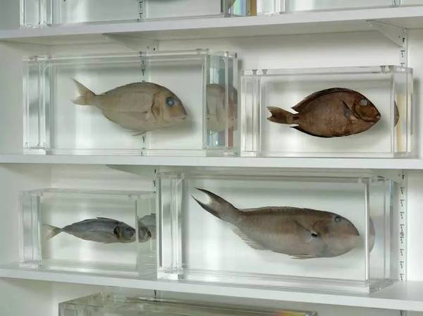 福尔马林泡鱼标本图片