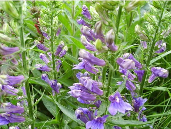 这种植物可以清热解毒 主治感冒发热,咳嗽痰喘!