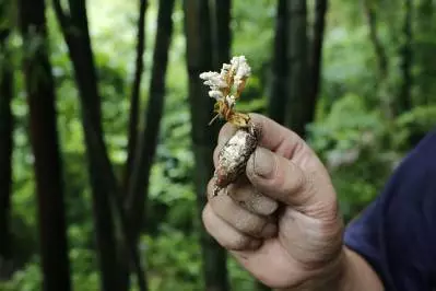 蝉花虫草(金蝉花)对人神经系统的保健作用?