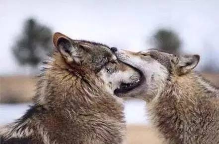 狼的爱情表现方式真的很特别 笑话频道 手机搜狐