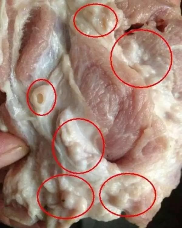 猪肉上的脂肪粒图片图片