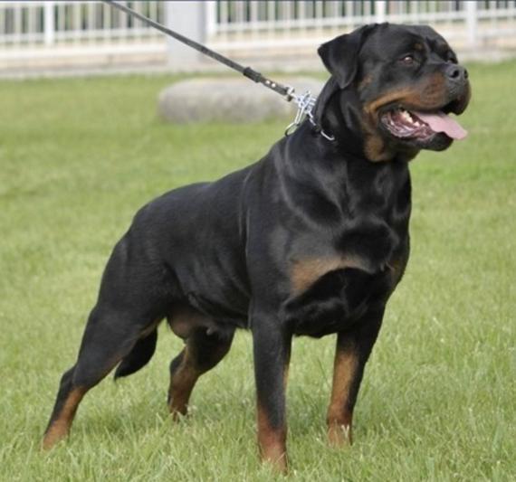 罗威纳犬体重标准图图片