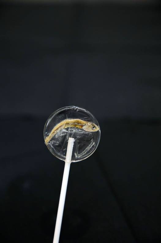 冰淇淋上还有一尾水晶小鱼,这是专门为"心软"订制的小鱼棒棒糖.