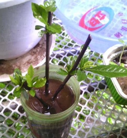 适用的植物 栀子花,绿萝,富贵竹,龟背竹,吊竹梅,六月雪等!