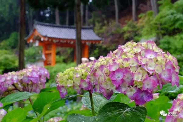 攻略 日游夜赏紫阳花 装饰你的仲夏夜之梦 旅游频道 手机搜狐