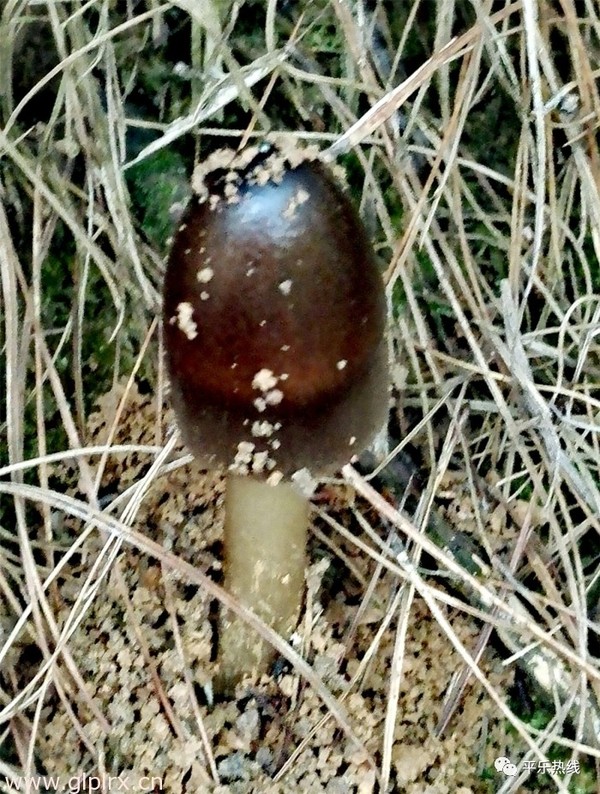 平乐大水菌:你来或不来,我都已经破土而出