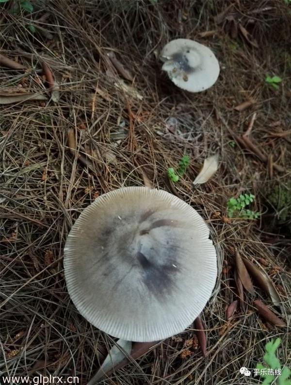 平乐大水菌:你来或不来,我都已经破土而出