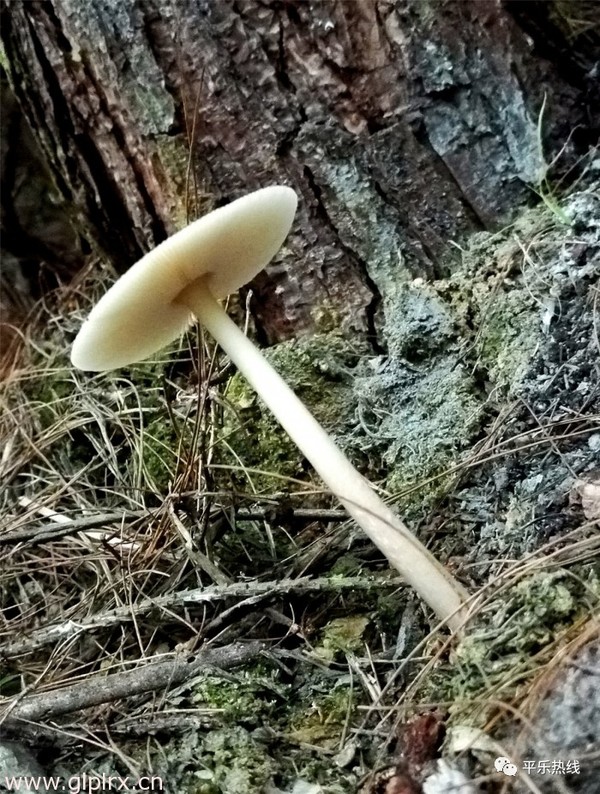 平乐大水菌:你来或不来,我都已经破土而出