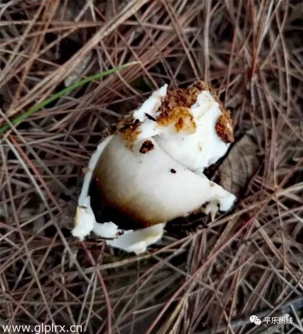 平乐大水菌:你来或不来,我都已经破土而出