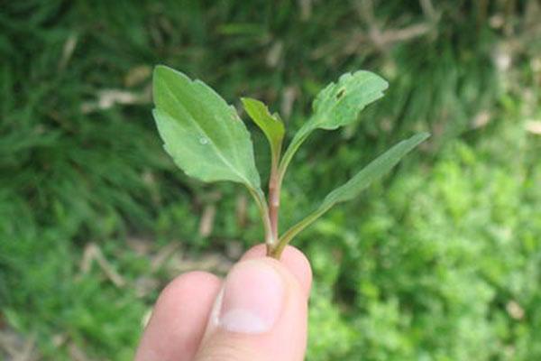 马兰头又名马兰,红梗菜,鸡儿肠,田边菊,紫菊,螃蜞头草等,属菊科马兰属