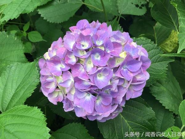 紫阳花原产日本因为颜色多变被说成是见异思迁的花 旅游频道 手机搜狐