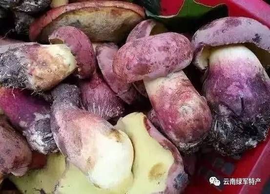 因此,提醒朋友们:(1)食用野生菌时最好通过正规渠道或者公司购买,这样