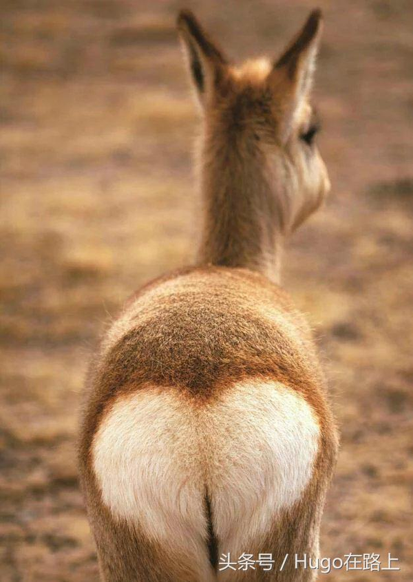 几乎所有来西藏玩过的朋友都见过藏羱羊,又叫花屁股,白屁股.