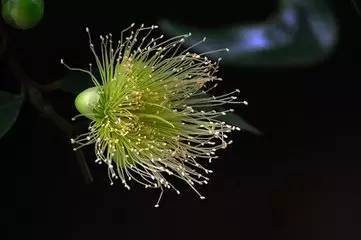 葡萄又称提子(蒲桃,草龙珠,山葫芦,李桃,美国黑提),是葡萄属(vitis)的