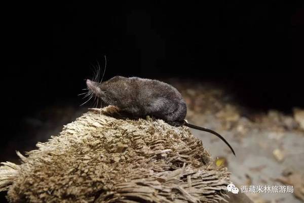 5.22生物多样性国际日|聊聊雅鲁藏布大峡谷的"生物多样性"