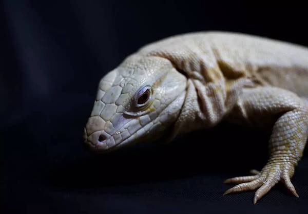 【附录二?蓝泰加】我连我到底叫什么学名都不知道,但我就是在附录里