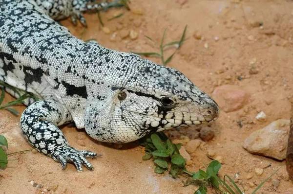 【附录二?蓝泰加】我连我到底叫什么学名都不知道,但我就是在附录里