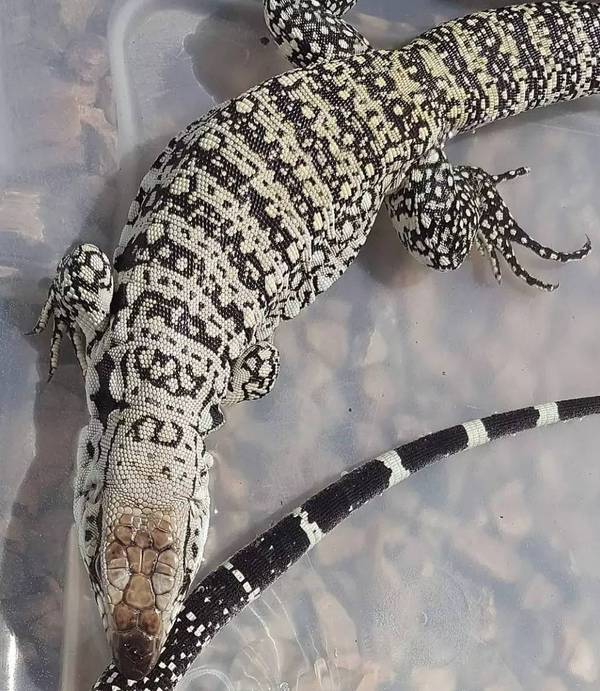 【附录二?蓝泰加】我连我到底叫什么学名都不知道,但我就是在附录里