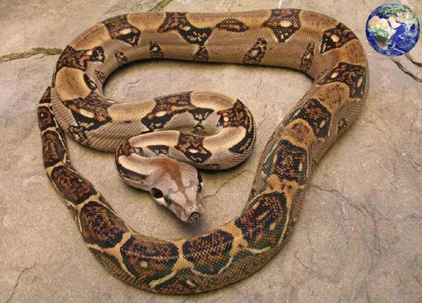 害怕宠物离你而去?养一条红尾蚺它可以陪伴你30年