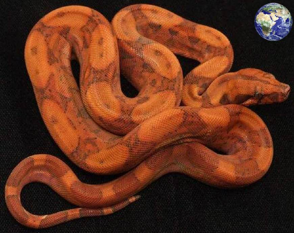 害怕宠物离你而去?养一条红尾蚺它可以陪伴你30年