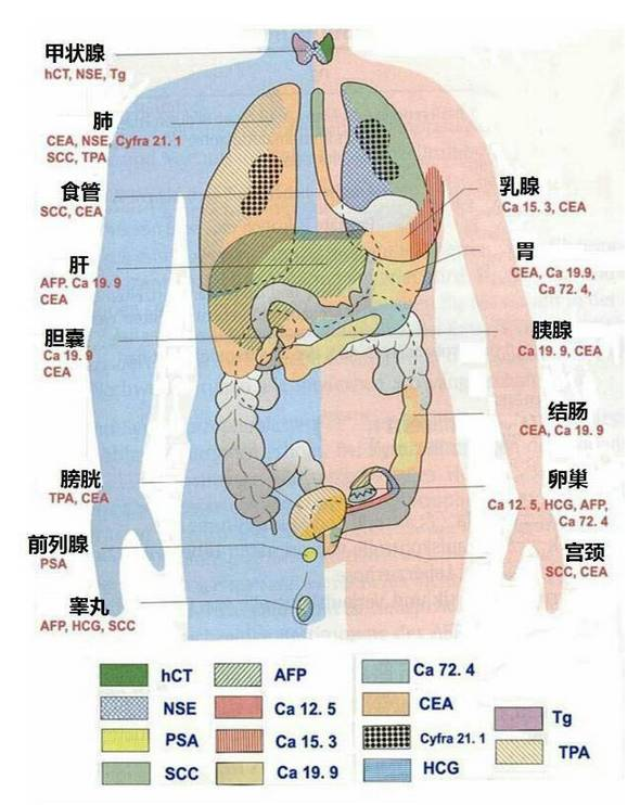 检验报告解读攻略 专家教你如何看懂检验报告 健康频道 手机搜狐
