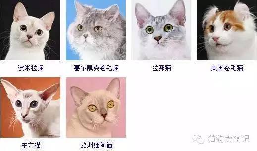 名猫排行榜图片