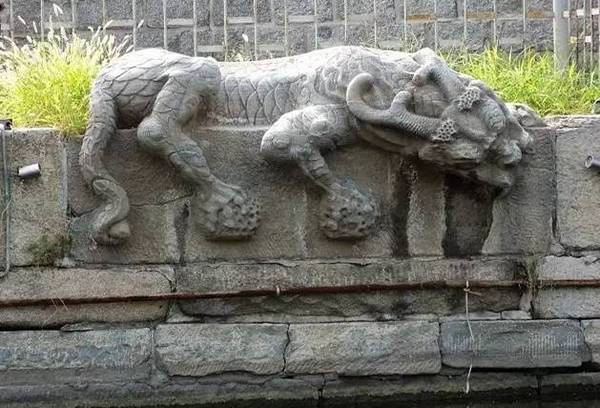 趴蝮是什么?为啥它只出现在河道里?