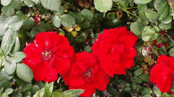 这还没完 在桃花岛上 还有 千亩玫瑰园 在桃花岛的玫瑰园里 红色玫瑰