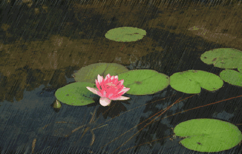 471_300gif 动态图 动图