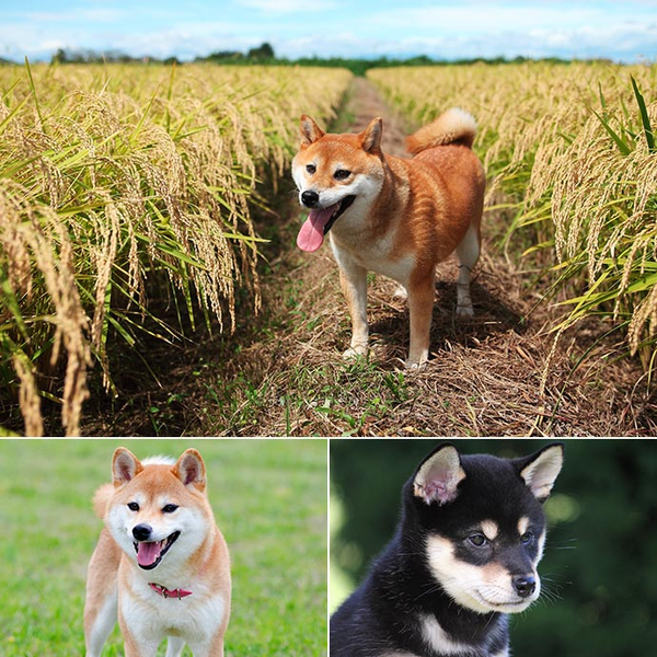 萌化了的日本犬 旅游频道 手机搜狐