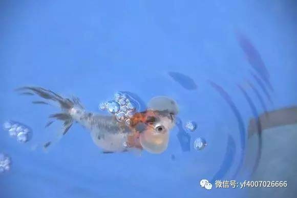 金鱼吐泡泡的原因分析 新闻频道 手机搜狐