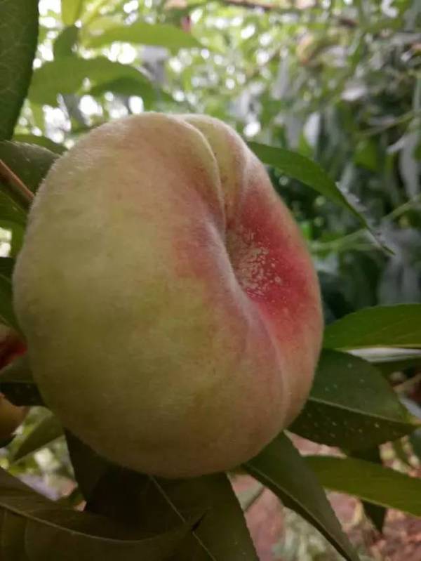 你还不回家摘桃子吗?