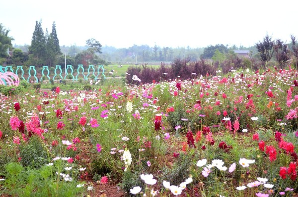 荣昌以"三奇"著称的小镇,再过两天,将吸引众人眼球!