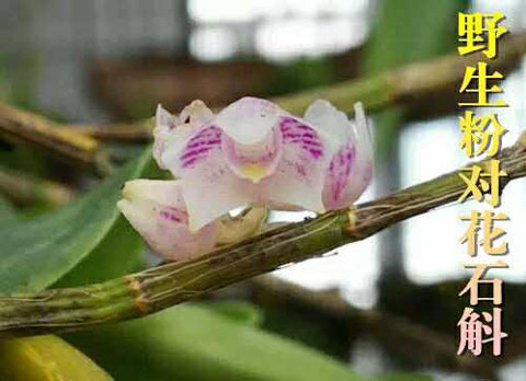 百度检索量:1500 第17名:野生粉对花石斛