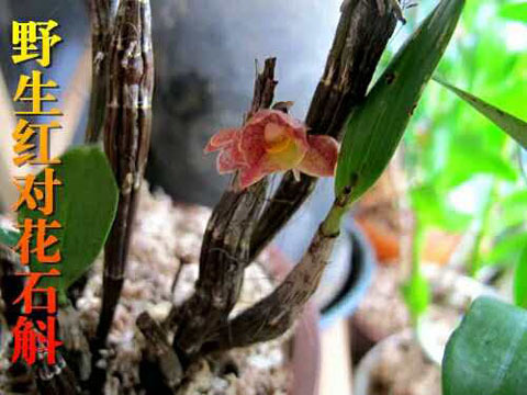 百度检索量:1610 第15名:野生红对花石斛