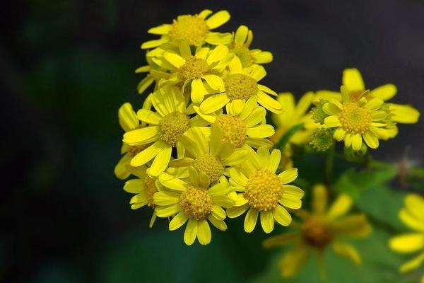 别名:千里明,一扫光.每日一味怪中药|治疗各种眼疾