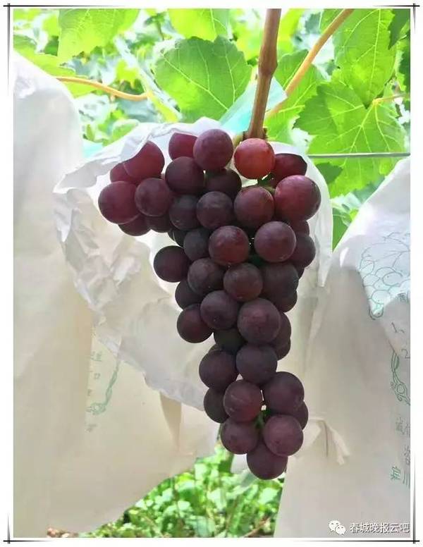 吃葡萄啦,宾川火焰无核葡萄不吐籽