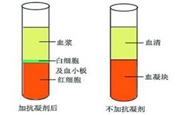 所以血液樣本採集後儘快進行處理.