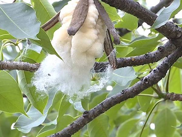 又到木棉飘絮时 这些人群需注意