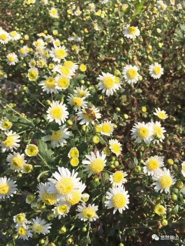 鋤山野菊花生長在海拔高處,空氣清新,綠色生態使得野菊花的品質得到