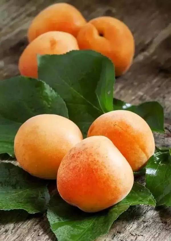 杏子熟了| 端午佳节,来济宁这些地方摘杏吧!附详细路线,电话.